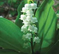 Attēlu rezultāti vaicājumam “Convallaria majalis bud”