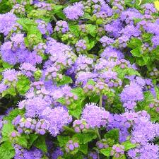 Image result for Ageratum houstonianum