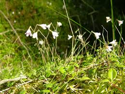 Attēlu rezultāti vaicājumam “Linnaea borealis fruit”