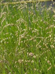 Attēlu rezultāti vaicājumam “Melica nutans leaf”
