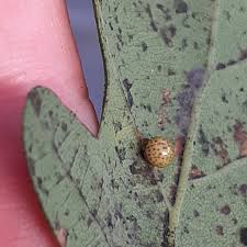 Attēlu rezultāti vaicājumam “Neuroterus albipes”