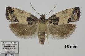 Attēlu rezultāti vaicājumam “Spilonota ocellana”