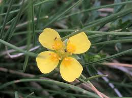 Attēlu rezultāti vaicājumam “Potentilla erecta bud”