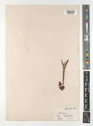 Attēlu rezultāti vaicājumam “Colchicum szovitsii subsp. szovitsii”