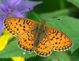 Attēlu rezultāti vaicājumam “Brenthis ino upperside”