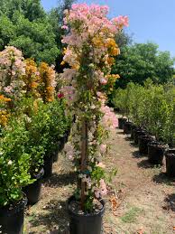 Image result for bougainvillea