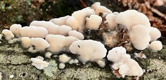 Attēlu rezultāti vaicājumam “Gloeoporus dichrous”