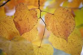 Attēlu rezultāti vaicājumam “Cercidiphyllum japonicum leaf”