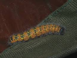 Attēlu rezultāti vaicājumam “Phalera bucephala larva”