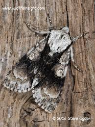 Attēlu rezultāti vaicājumam “Acronicta alni”