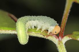 Attēlu rezultāti vaicājumam “Allantus cinctus”