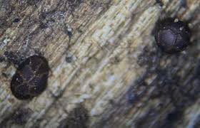 Attēlu rezultāti vaicājumam “Licea castanea macro”