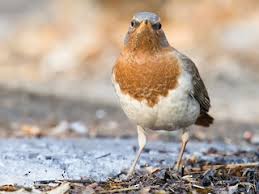 Image result for Turdus ruficollis
