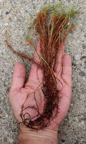 Attēlu rezultāti vaicājumam “Polytrichum commune var. perigoniale”