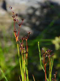 Attēlu rezultāti vaicājumam “Juncus alpinoarticulatus”