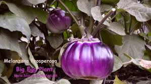 Afbeeldingsresultaat voor melanzana prosperosa eggplant