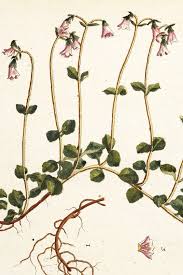 Attēlu rezultāti vaicājumam “Linnaea borealis flower”