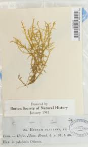 Attēlu rezultāti vaicājumam “Warnstorfia fluitans”