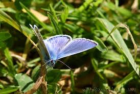 Attēlu rezultāti vaicājumam “Polyommatus icarus male”
