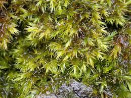 Attēlu rezultāti vaicājumam “Drepanocladus aduncus”