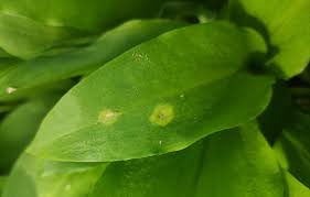Attēlu rezultāti vaicājumam “Puccinia sessilis”