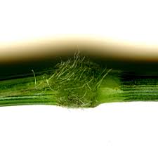 Attēlu rezultāti vaicājumam “Brachypodium sylvaticum fruit”