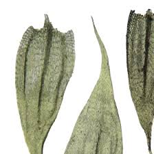 Attēlu rezultāti vaicājumam “Bryum weigelii”