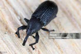 Attēlu rezultāti vaicājumam “Magdalis sp.”