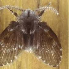 Attēlu rezultāti vaicājumam “Psychodidae”