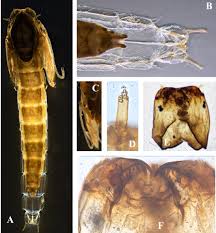 Attēlu rezultāti vaicājumam “Cricotopus male”