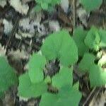 Attēlu rezultāti vaicājumam “Menispermum dauricum fruit”