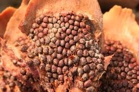 Attēlu rezultāti vaicājumam “Pucciniastrum areolatum”