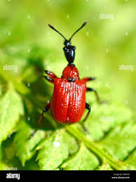 Attēlu rezultāti vaicājumam “Apoderus coryli”