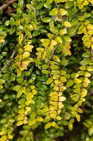 Attēlu rezultāti vaicājumam “Lonicera”