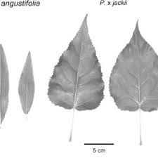 Attēlu rezultāti vaicājumam “Populus x jackii”