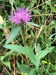 Attēlu rezultāti vaicājumam “Centaurea jacea”