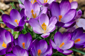 Attēlu rezultāti vaicājumam “Crocus speciosus flower”