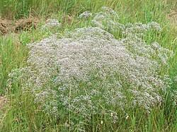 Attēlu rezultāti vaicājumam “Gypsophila paniculata leaf”