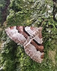 Attēlu rezultāti vaicājumam “Xanthorhoe designata”