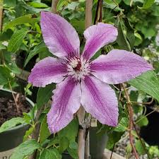 Attēlu rezultāti vaicājumam “Clematis”