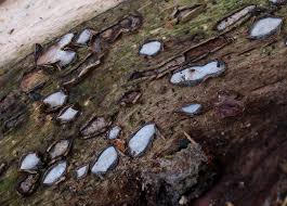 Attēlu rezultāti vaicājumam “Propolis farinosa”