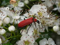 Attēlu rezultāti vaicājumam “Pyrochroa coccinea”