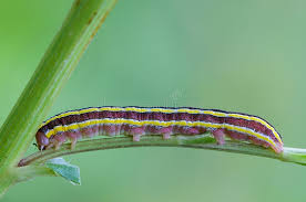 Attēlu rezultāti vaicājumam “Ceramica pisi larva”