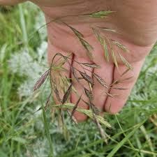 Attēlu rezultāti vaicājumam “Festuca rubra subsp. rubra”