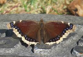 Attēlu rezultāti vaicājumam “Nymphalis antiopa”