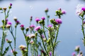 Attēlu rezultāti vaicājumam “Carduus crispus”