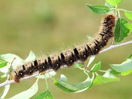 Attēlu rezultāti vaicājumam “Lasiocampa quercus larva”