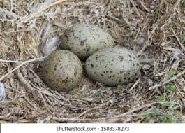 Attēlu rezultāti vaicājumam “Gallinago gallinago nest”
