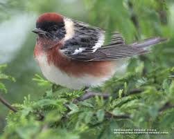 Image result for Dendroica castanea