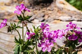 Image result for Geranium `Purple Haze`